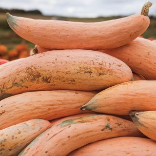 Georgia Candy Roaster Winter Squash Thumbnail